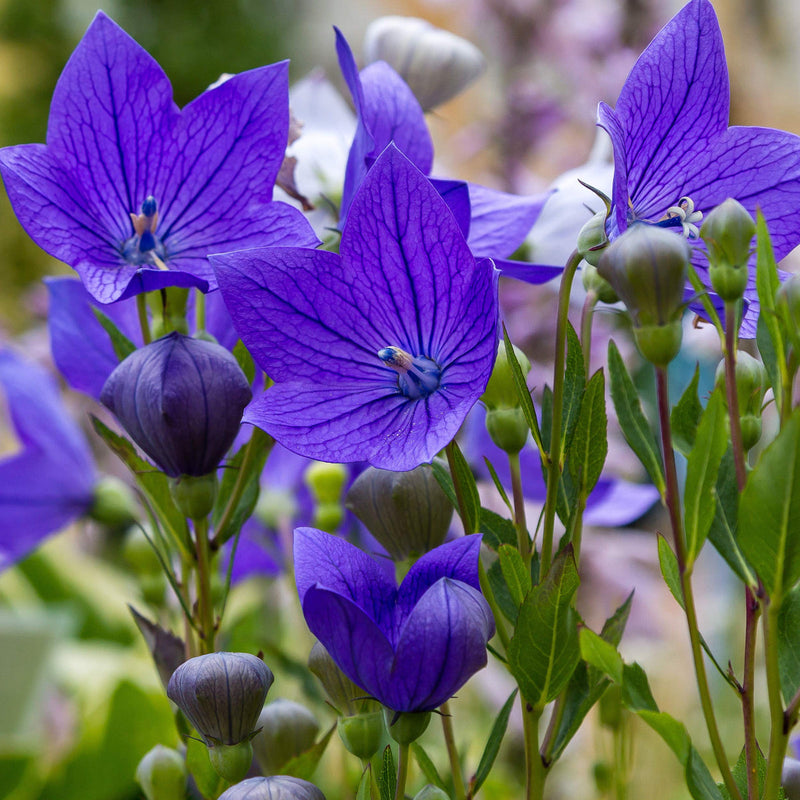 Balloon Flower seeds for Planting Drought Tolerant Heirloom & GMO Free Seeds for Home Garden
Sale seeds for home garden planting