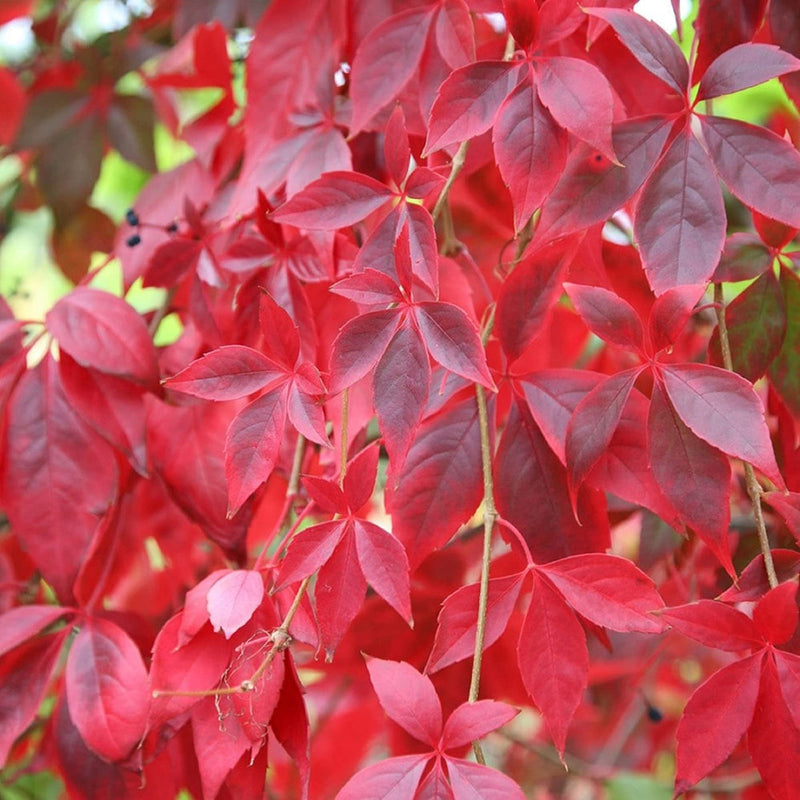 Parthenocissus Flower seeds for Planting Pollinator Friendly Heirloom & GMO Free Seeds for Home Garden
Sale seeds for home garden planting