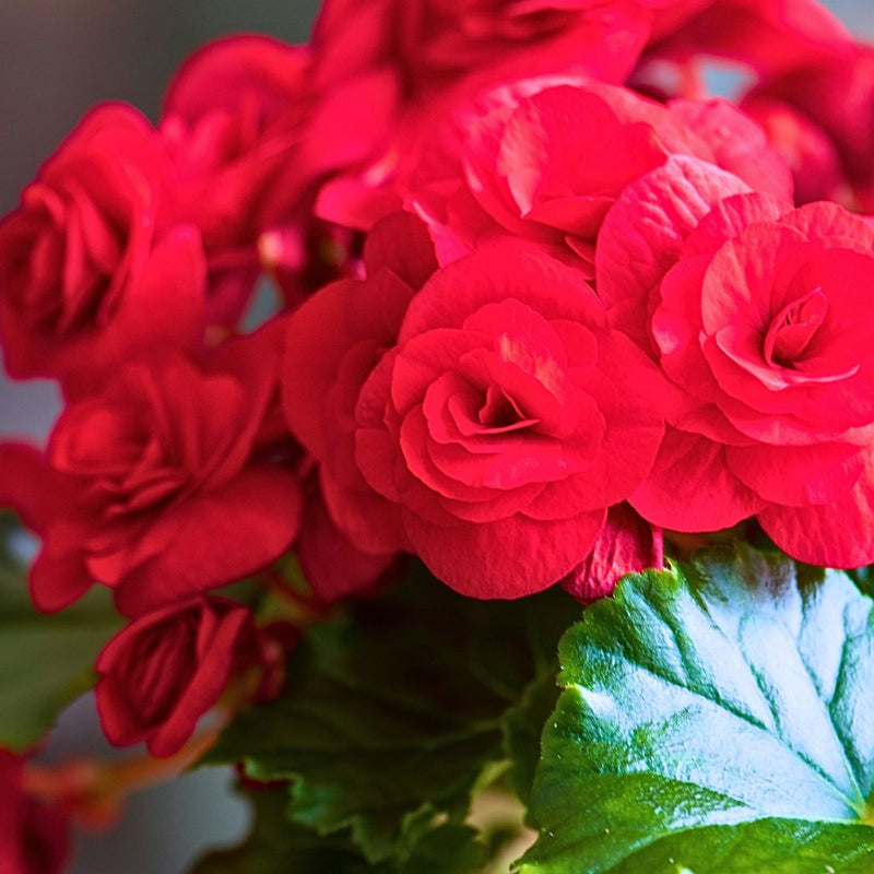 Red Begonia Flower seeds for Planting Compact Growth Heirloom & GMO Free Seeds for Home Garden
Sale seeds for home garden planting