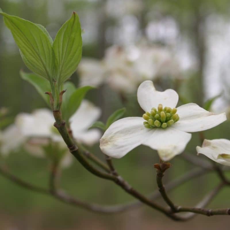 Cornus Flower seeds for Planting Low Maintenance Heirloom & GMO Free Seeds for Home Garden
Sale seeds for home garden planting