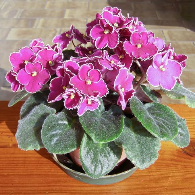 Heirloom African Violet Flower seeds for Planting Low Maintenance Heirloom & GMO Free Seeds for Home Garden
Sale