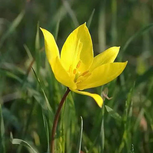 Tulipa Sylvestris Flower seeds for Planting - Long Bloom Season, Heirloom & GMO Free Seeds for Home Garden
Sale seeds for home garden