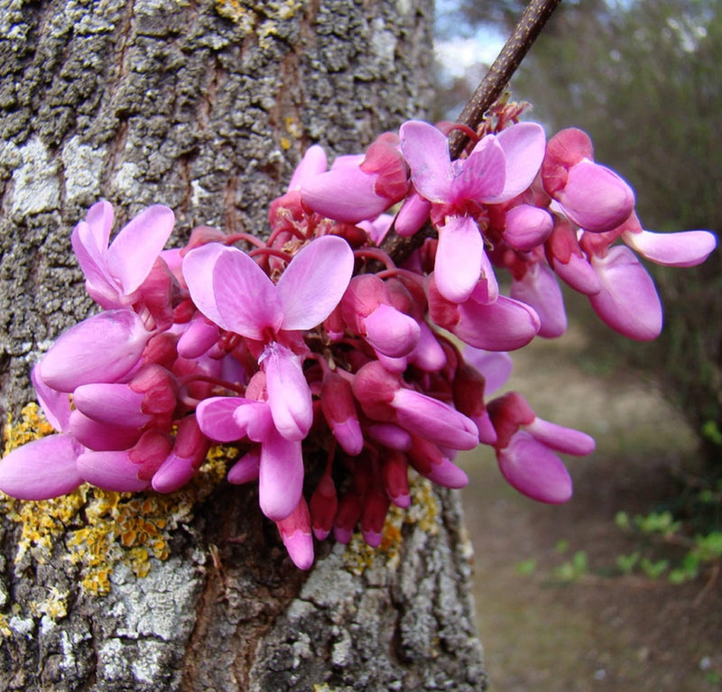 Pink Cercis Siliquastrum Flower seeds for Planting Bright Blooms Heirloom & GMO Free Seeds for Home Garden
Sale seeds for home garden planting
