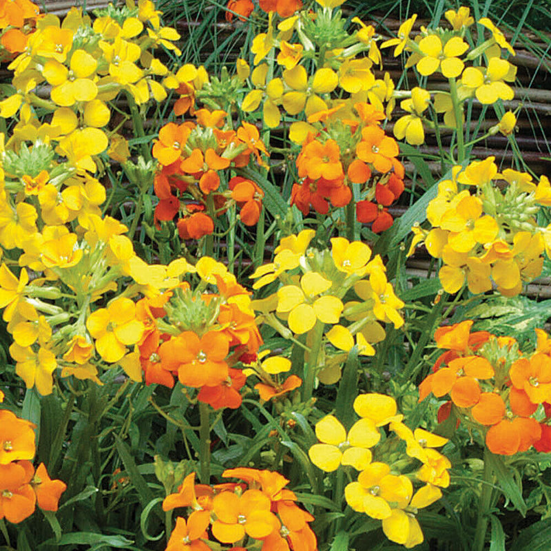Yellow Orange Erysimum Flower seeds for Planting Cottage Garden Essential Heirloom & GMO Free Seeds for Home Garden
Sale seeds for home garden planting