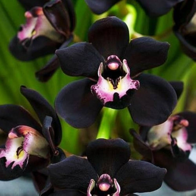 Black Cymbidium Faberi Flower seeds for Planting Garden Favorite Heirloom & GMO Free Seeds for Home Garden
Sale seeds for home garden planting