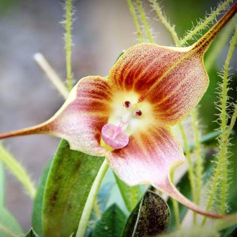 Monkey Orchid Flower seeds for Planting Sun Loving Heirloom & GMO Free Seeds for Home Garden
Sale seeds for home garden planting