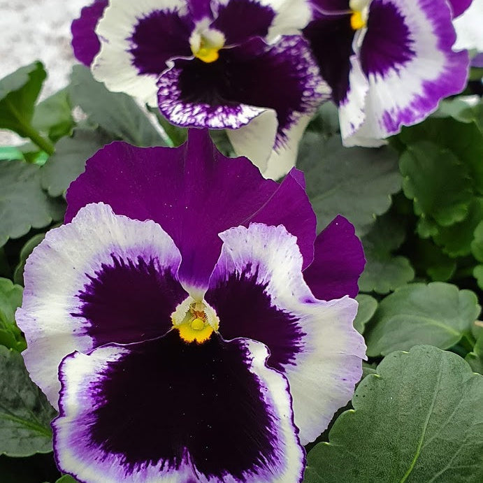 Purple White Pansy Flower seeds for Planting Wildflower Mix Heirloom & GMO Free Seeds for Home Garden
Sale seeds for home garden planting
