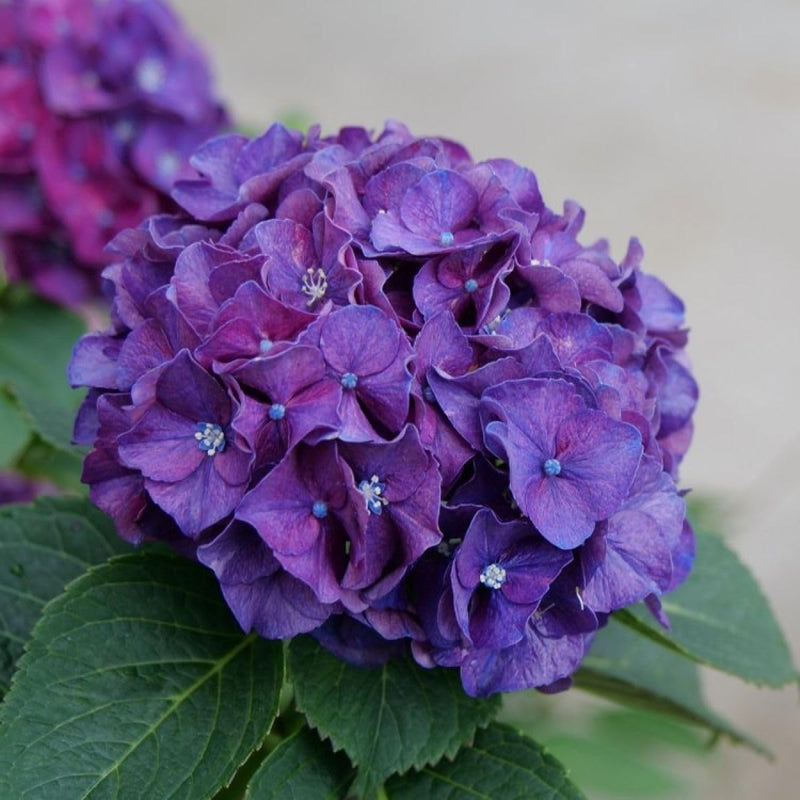 Violet Hydrangea Flower seeds for Planting Low Maintenance Heirloom & GMO Free Seeds for Home Garden
Sale seeds for home garden planting