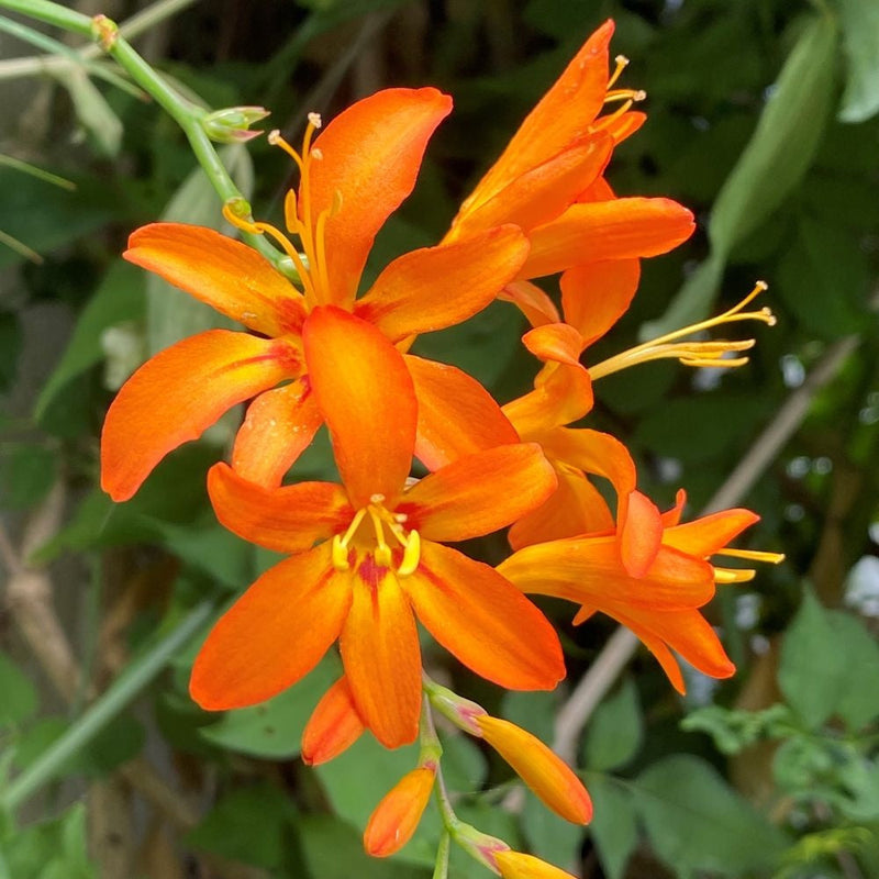 Orange Crocosmia Flower seeds for Planting Cut Flower Favorite Heirloom & GMO Free Seeds for Home Garden
Sale seeds for home garden planting