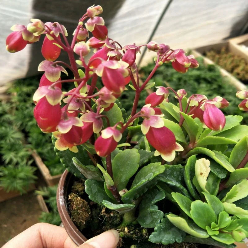 Kalanchoe Wendy Flower seeds for Planting Cottage Garden Essential Heirloom & GMO Free Seeds for Home Garden
Sale for planting in home garden