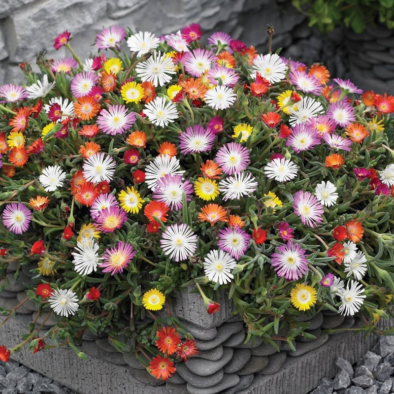 Mixed Ice Flower seeds for Planting Vibrant Colors Heirloom & GMO Free Seeds for Home Garden
Sale seeds for home garden planting