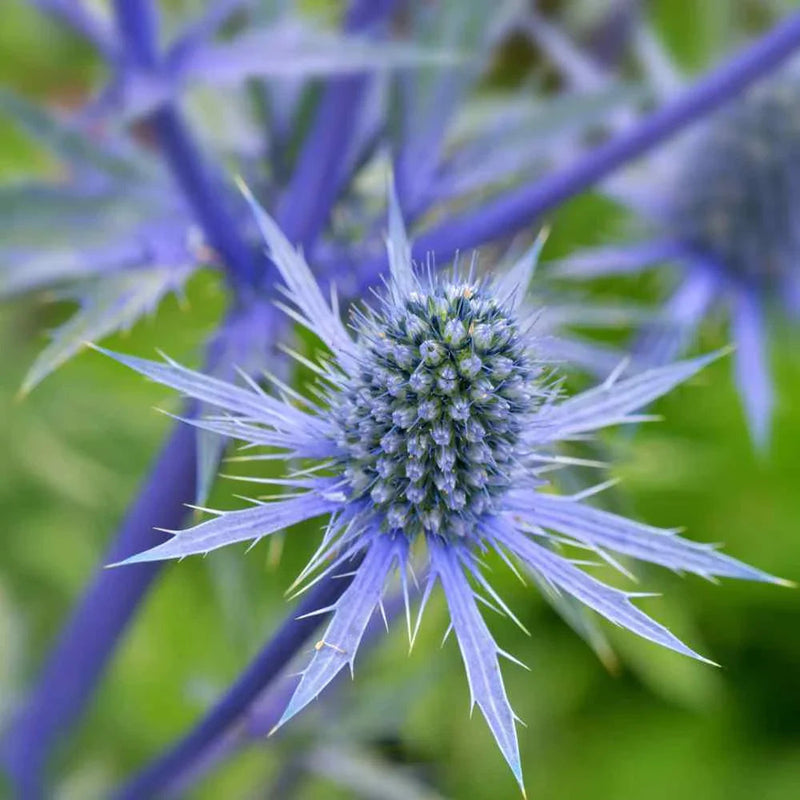 Blue Eryginum Flower seeds for Planting Long Bloom Season Heirloom & GMO Free Seeds for Home Garden
Sale seeds for home garden planting