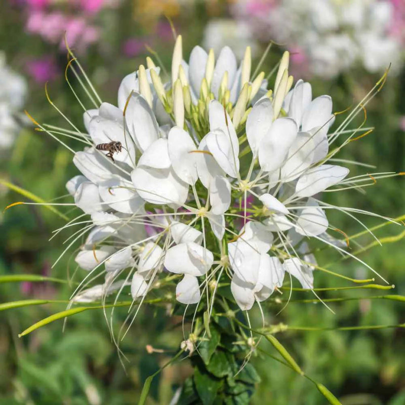 White Cleome Flower seeds for Planting - Long Bloom Season, Heirloom & GMO Free Seeds for Home Garden
Sale for planting in home garden