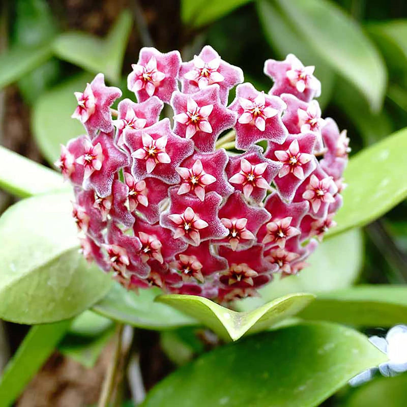 Wax Flower seeds for Planting - Cut Flower Favorite, Heirloom & GMO Free Seeds for Home Garden
Sale for planting in home garden.
