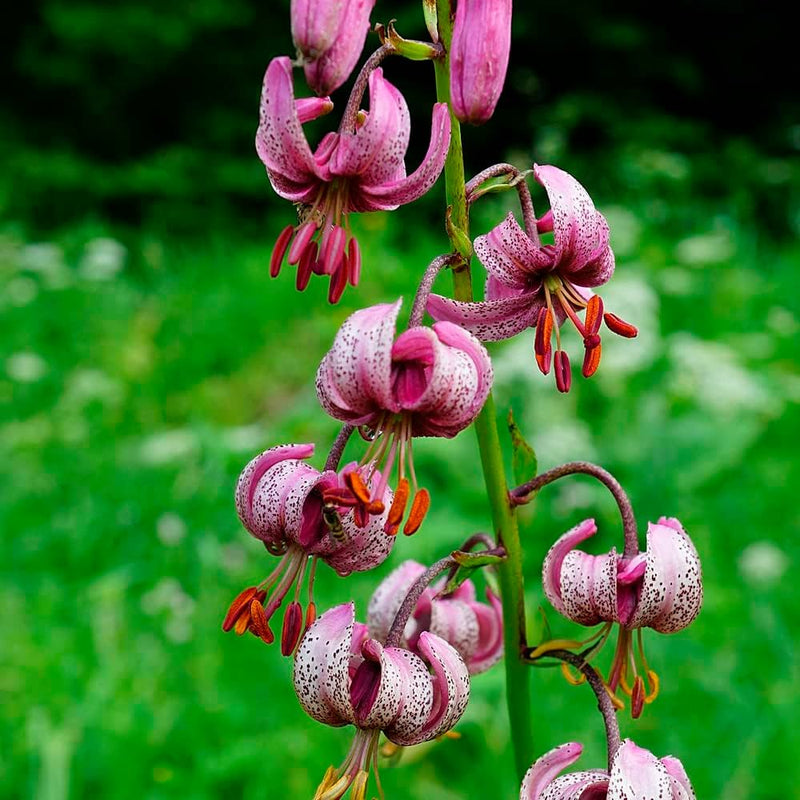 Lilium Martagon Flower seeds for Planting Long Bloom Season Heirloom & GMO Free Seeds for Home Garden
Sale seeds for home garden planting
