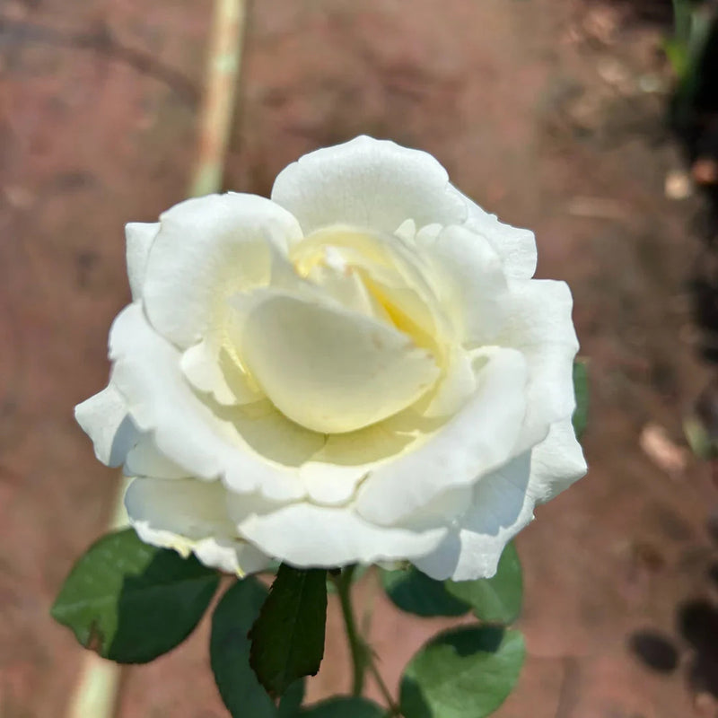 White Rose Flower seeds for Planting Seasonal Bloomer Heirloom & GMO Free Seeds for Home Garden
Sale seeds for home garden planting