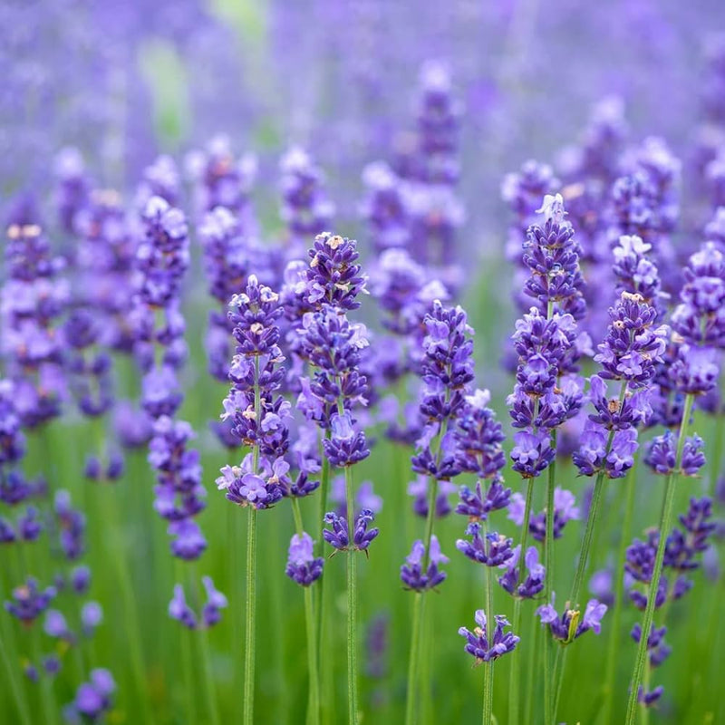 Lavender Fragrant Flower seeds for Planting Low Maintenance Heirloom & GMO Free Seeds for Home Garden
Sale seeds for home garden planting