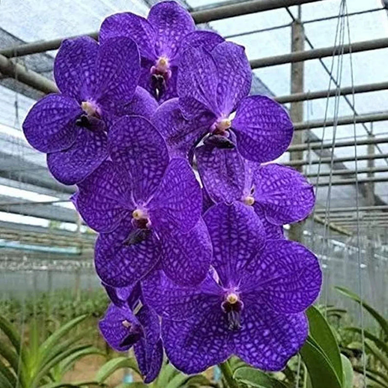Violet Vanda Orchid Flower seeds for Planting - Vibrant Colors, Heirloom & GMO Free Seeds for Home Garden
Sale seeds for planting in home garden