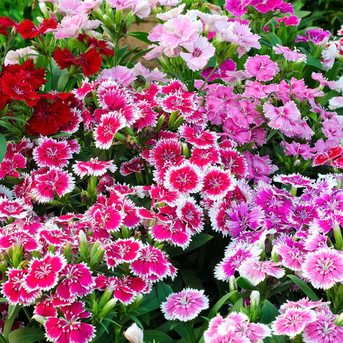 Burgundy White Dianthus Flower seeds for Planting Fragrant Blossoms Heirloom & GMO Free Seeds for Home Garden
Sale