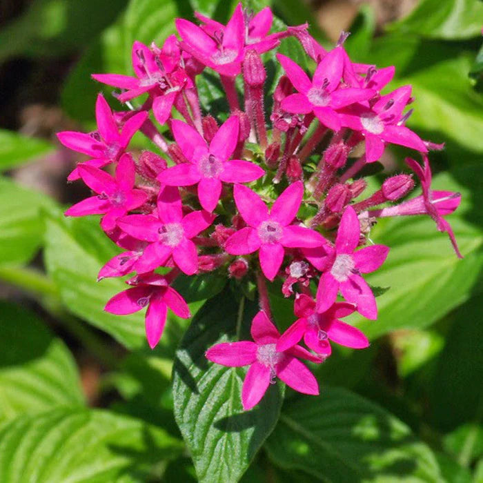 Pink Pentas Flower seeds for Planting - Compact Growth, Heirloom & GMO Free Seeds for Home Garden