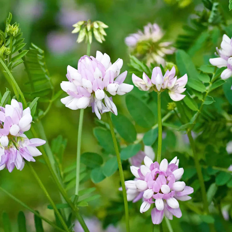 Violet Crown Vetch Flower seeds for Planting Long Bloom Season Heirloom & GMO Free Seeds for Home Garden
Sale