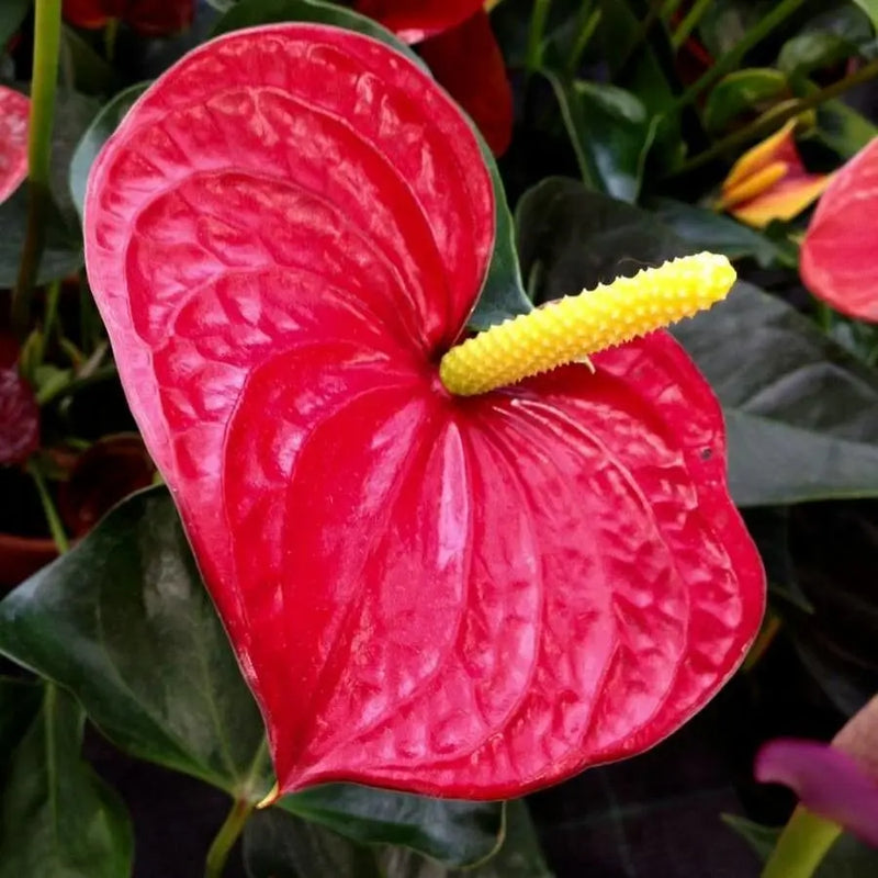 Anthurium Andraeanum Flower Seeds for Planting