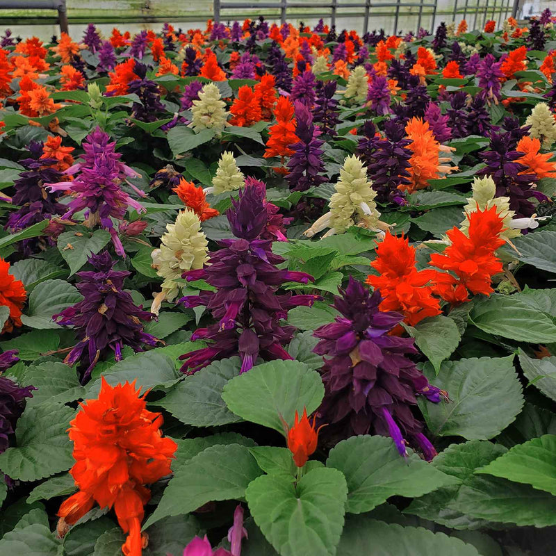 Salvia Flower seeds for Planting Seasonal Bloomer Heirloom & GMO Free Seeds for Home Garden