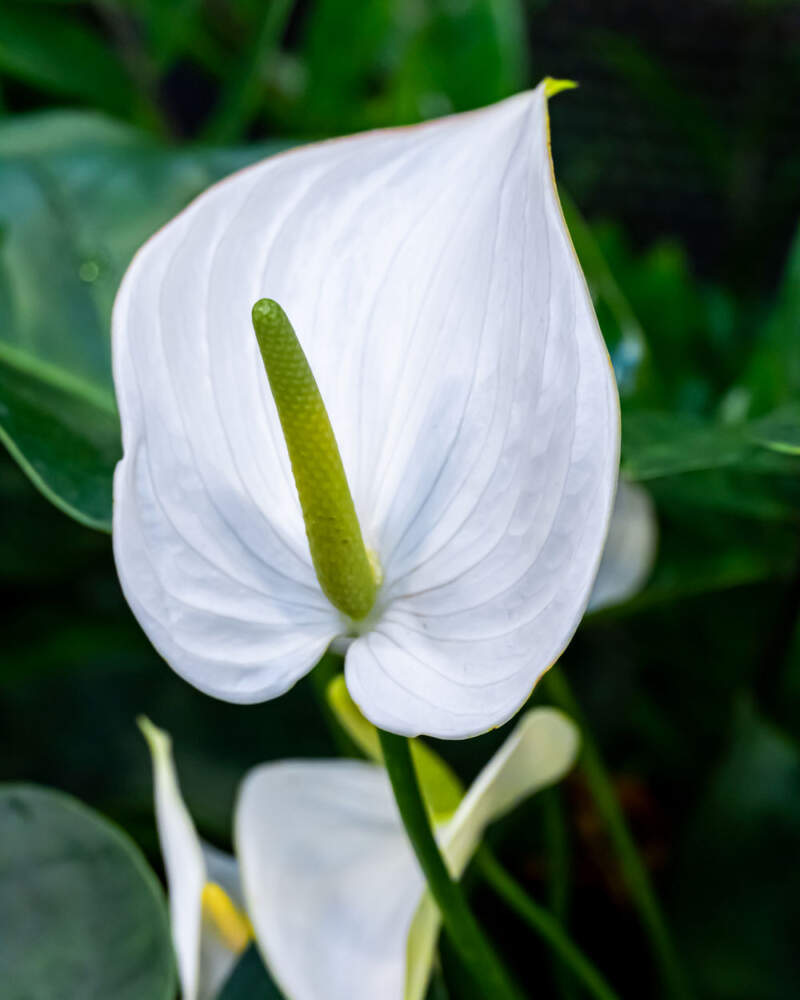White Anthurium Flower Seeds for Garden Bright Blooms Heirloom & GMO Free Seeds for Home Garden
Sale