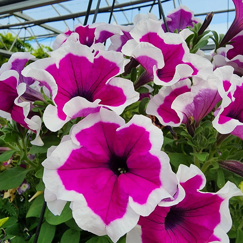 Thick Pink & White Petunia Flower seeds for Planting Drought Tolerant Heirloom & GMO Free Seeds for Home Garden