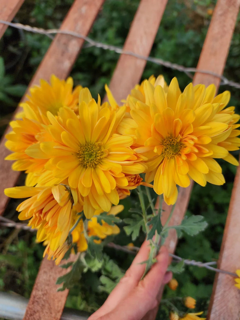 Heirloom Sunshine Flower seeds for Planting Cut Flower Favorite Heirloom & GMO Free Seeds for Home Garden