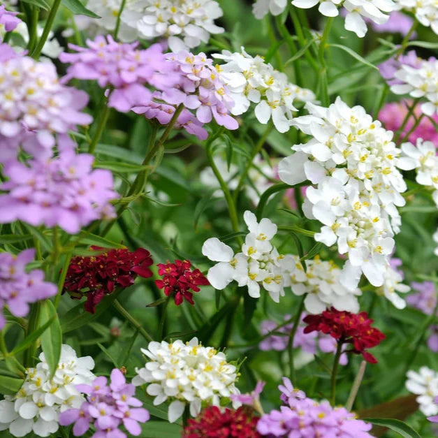 Mixed Candytuft Flower seeds for Planting - Wildflower Mix, Heirloom & GMO Free Seeds for Home Garden
Sale for planting in home garden