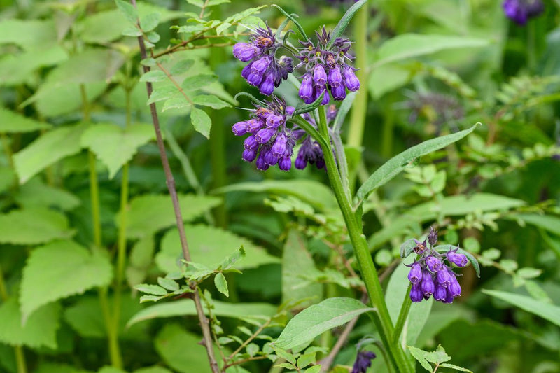 Comfrey Flower Seeds for Planting Perennial Garden Blooms