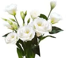 Eustomia Flower seeds for Planting - Perfect for Borders, Heirloom & GMO Free Seeds for Home Garden
Sale seeds for home garden