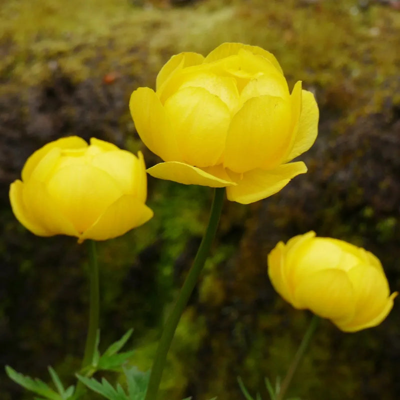Trollius Flower Seeds Ideal for Planting