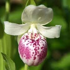 Cypripedium Flower seeds for Planting - Hardy Variety, Heirloom & GMO Free Seeds for Home Garden
Sale for planting in home garden