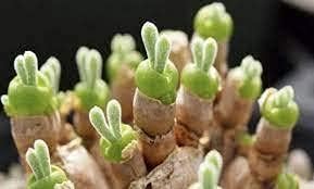 Rabbit Ears Succulent Flower seeds for Planting - Colorful Display, Heirloom & GMO Free Seeds for Home Garden
Sale seeds for home garden