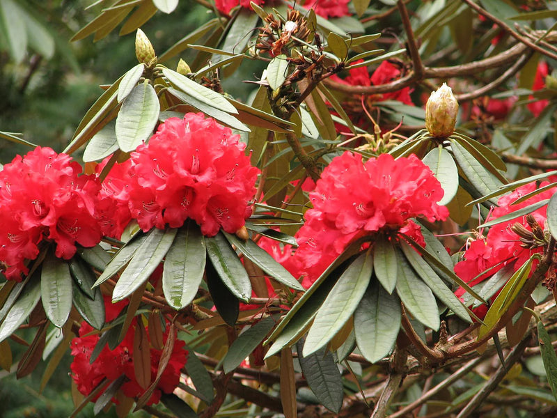 Rhododendron Flower seeds for Planting Fragrant Blossoms Heirloom & GMO Free Seeds for Home Garden