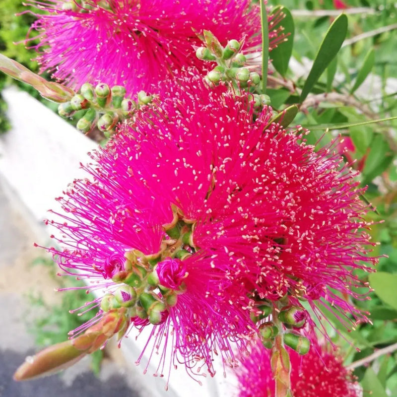 Pink Brush Callistemon Flower seeds for Planting - Pollinator Friendly, Heirloom & GMO Free Seeds for Home Garden