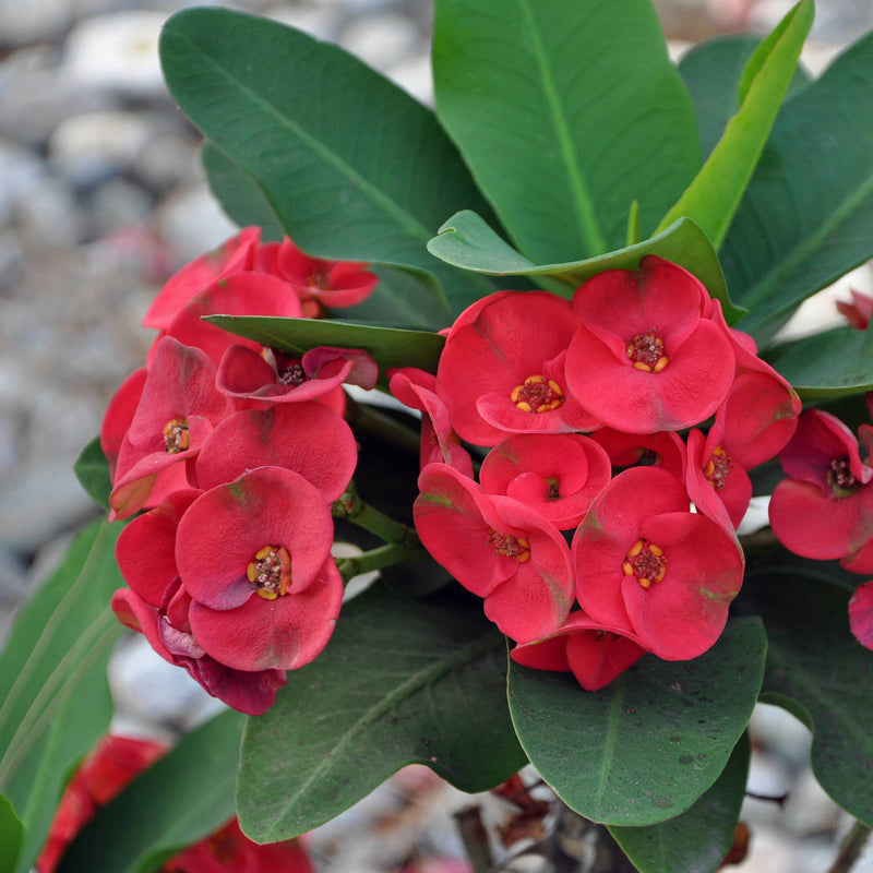 Euphorbia Milii Flower seeds for Planting Premium Quality Heirloom & GMO Free Seeds for Home Garden
Sale