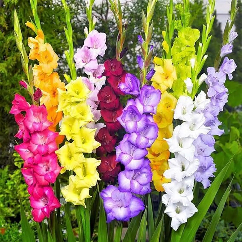 Gladiolus Flower seeds for Planting - Garden Favorite, Heirloom & GMO Free Seeds for Home Garden