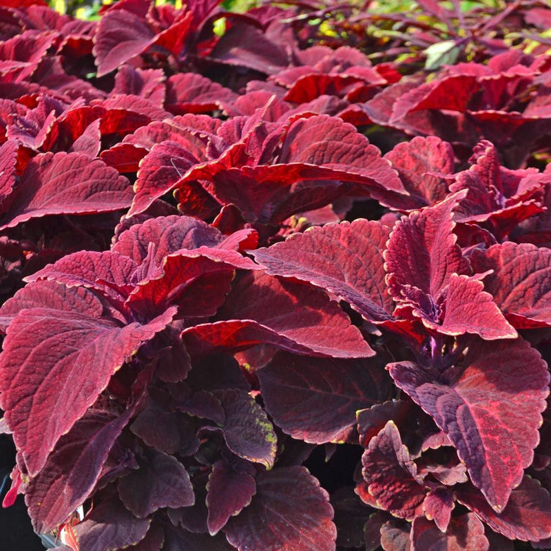 Burgundy Coleus Flower seeds for Planting Long Bloom Season Heirloom & GMO Free Seeds for Home Garden
Sale