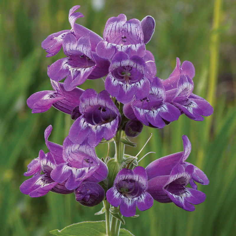 Purple Beardtongue Flower seeds for Planting Seasonal Bloomer Heirloom & GMO Free Seeds for Home Garden
Sale seeds for home garden planting