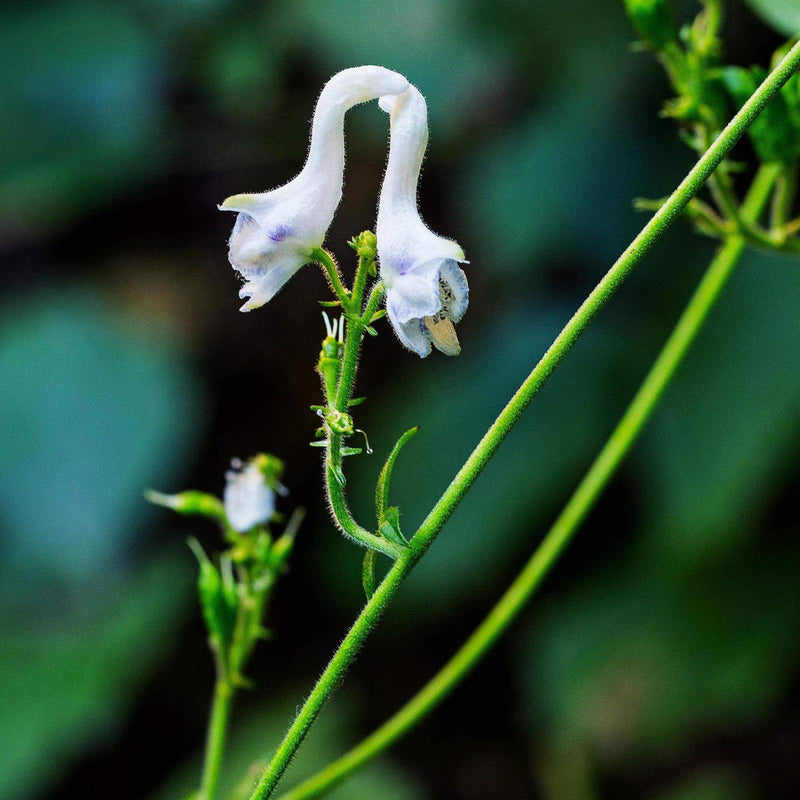 White Swan Flower seeds for Planting Long Bloom Season Heirloom & GMO Free Seeds for Home Garden
Sale seeds for home garden planting