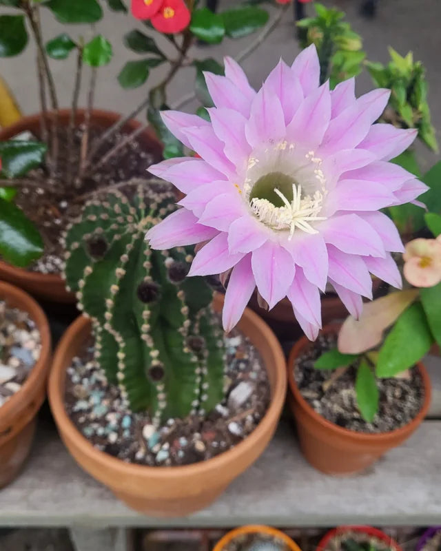 Pink Echinopsis Tubiflora Flower seeds for Planting Compact Growth Heirloom & GMO Free Seeds for Home Garden
Sale seeds for home garden planting