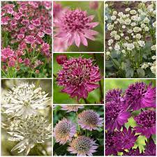 Mixed Astrantia Flower seeds for Planting - Colorful Display, Heirloom & GMO Free Seeds for Home Garden
Sale seeds for planting in home garden