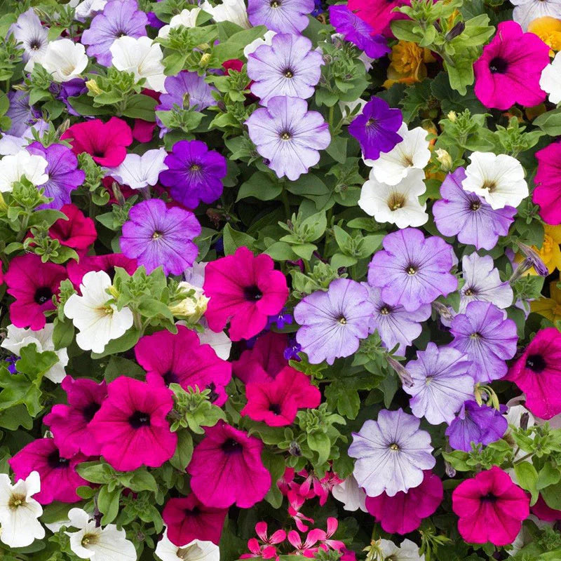 Mixed Laura Flower seeds for Planting Wildflower Mix Heirloom & GMO Free Seeds for Home Garden
Sale seeds for home garden planting