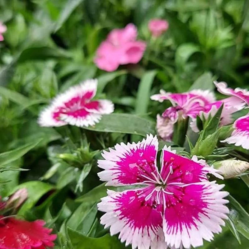 Pink White Dianthus Barbatus Flower seeds for Planting Vibrant Colors Heirloom & GMO Free Seeds for Home Garden
Sale seeds for home garden planting