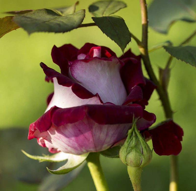 Marron White Rose Flower seeds for Planting - Vibrant Colors, Heirloom & GMO Free Seeds for Home Garden
Sale for planting in home garden