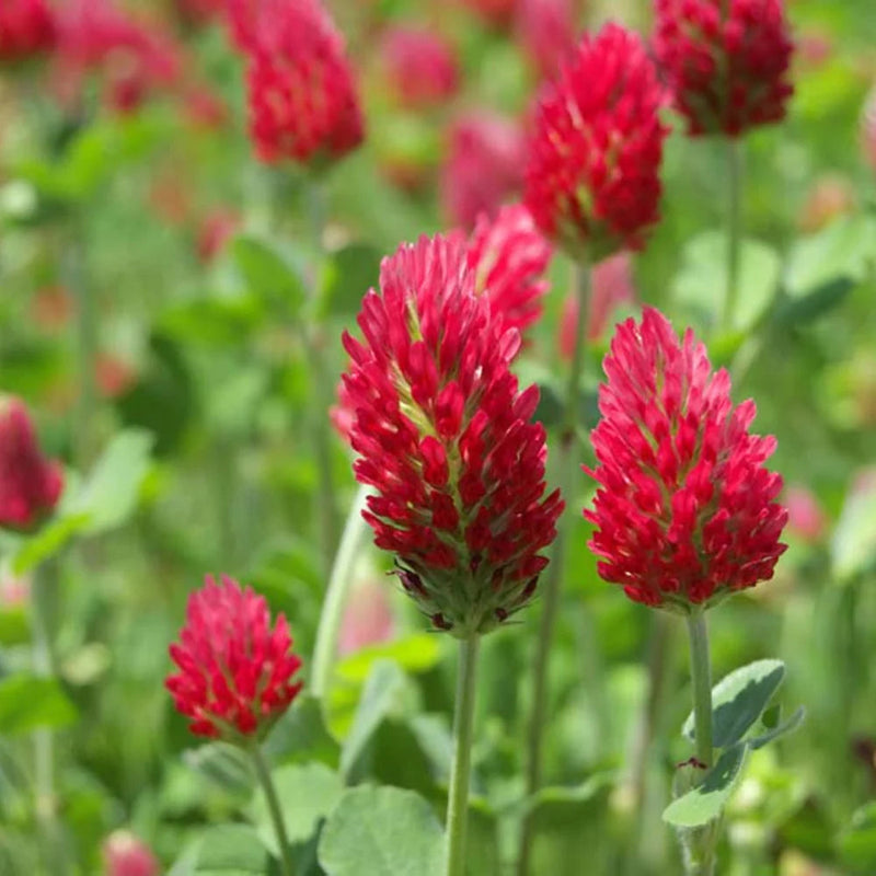 Organic Red Trifolium Incarnatum Flower seeds for Planting Vibrant Colors Heirloom & GMO Free Seeds for Home Garden
Sale seeds for home garden planting