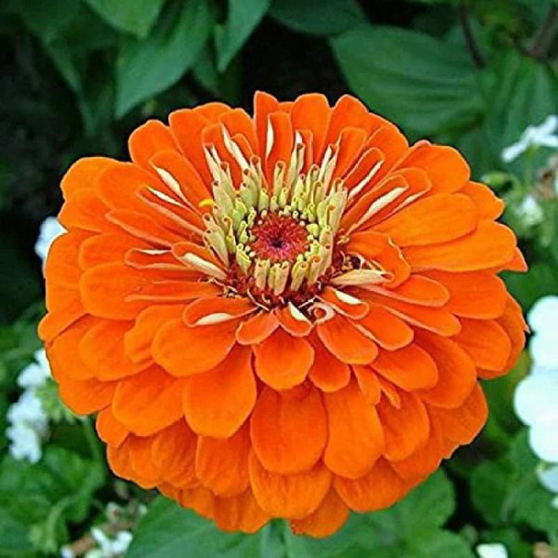 Orange Anthemoides Flower seeds for Planting - Colorful Display, Heirloom & GMO Free Seeds for Home Garden
Sale seeds for planting in home garden